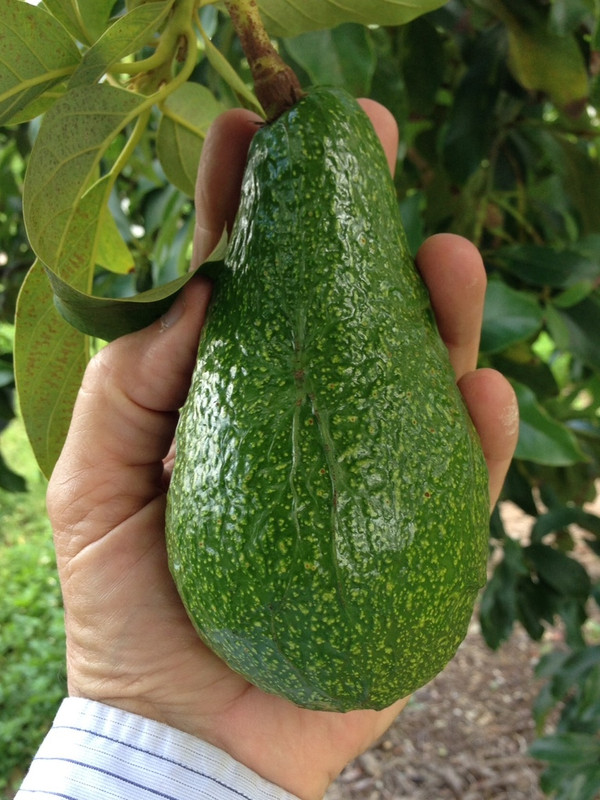 Blas Avocado