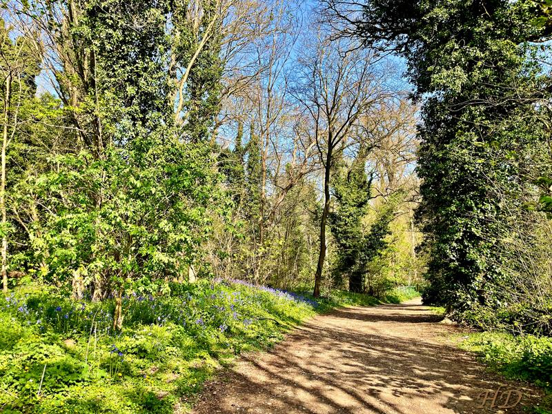 Woods-path-bluebells-april-2026-HD.jpg