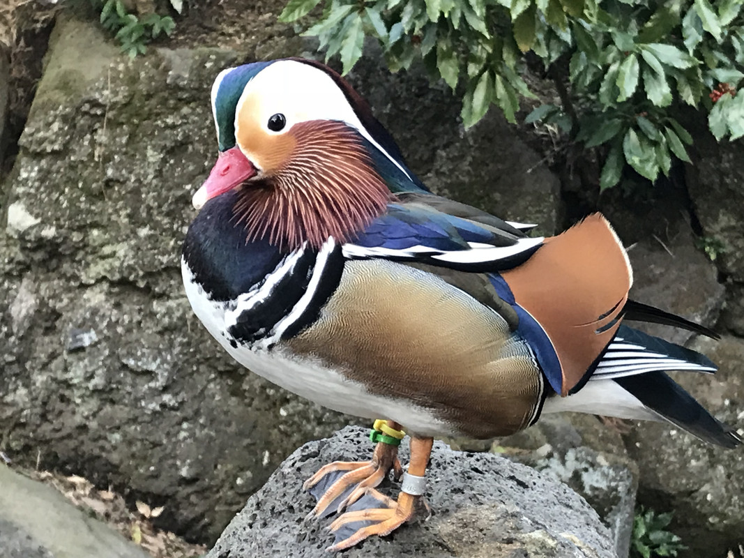 pazmente