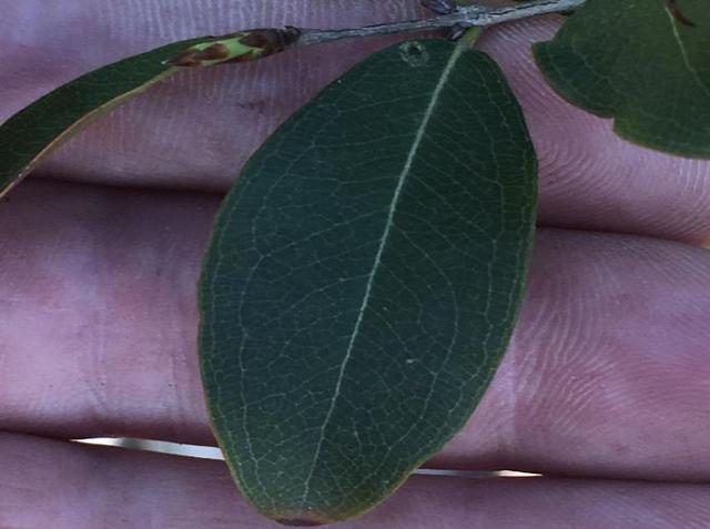 mature_leaf