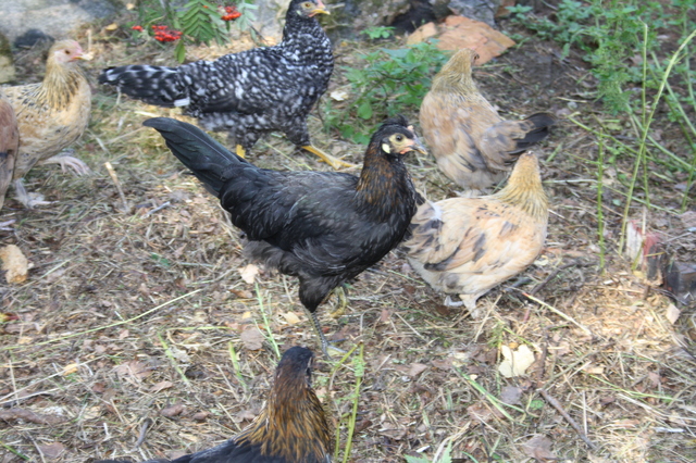 Hertta maantiekiitäjä