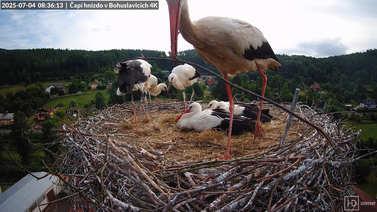 Živě z čapího komína firmy KARA v Bohuslavicích u Trutnova 8-15-20 screenshot