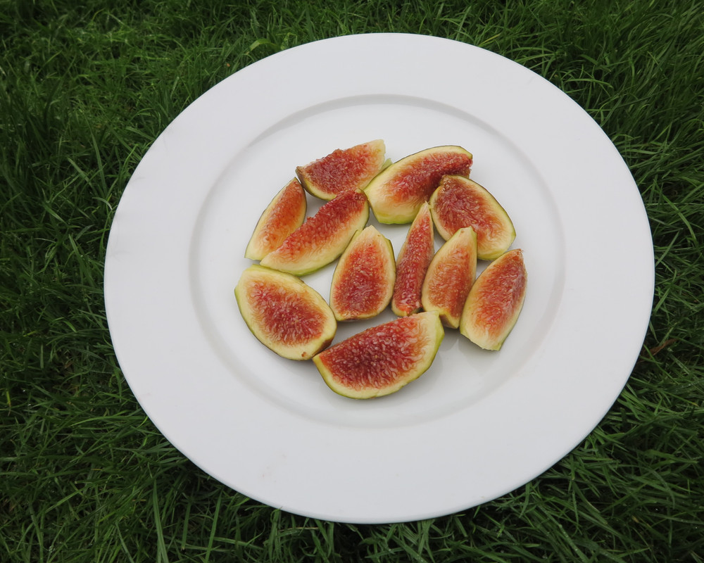 ficus carica Peretta 2.9.2018 (2)