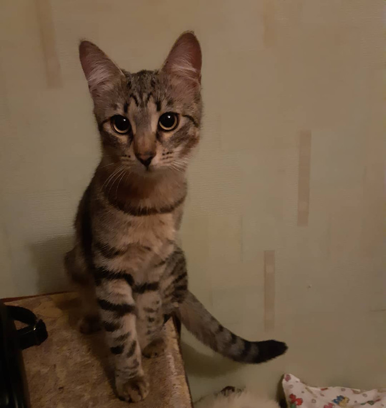 50008874_369626113851148_4604280020913455414_n