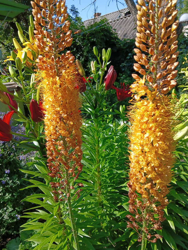 IMG20250626094110 (1)