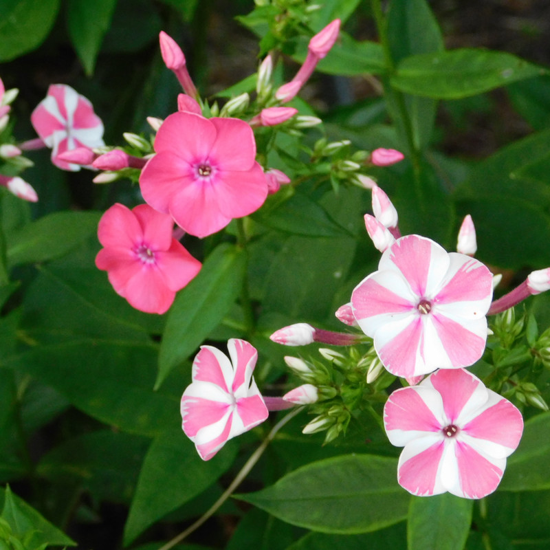 Дачно-барбейское июль, Харлинское 2-я серия 027