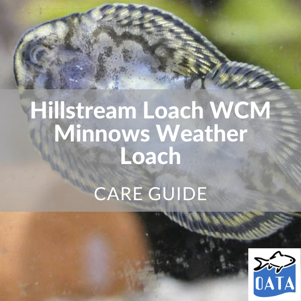OATA Tropical fish guide to Hillstream loach... - Lincs Aquatics