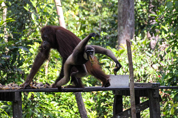 borneo orangutan tour