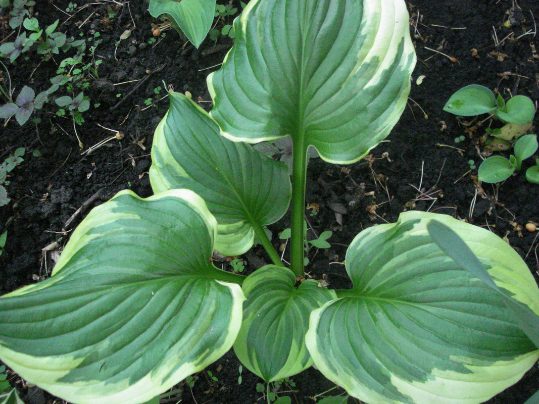ventricosa Aureomarginata