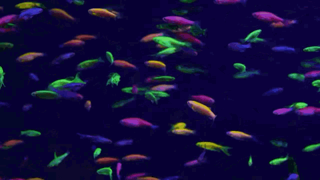 fish.gif