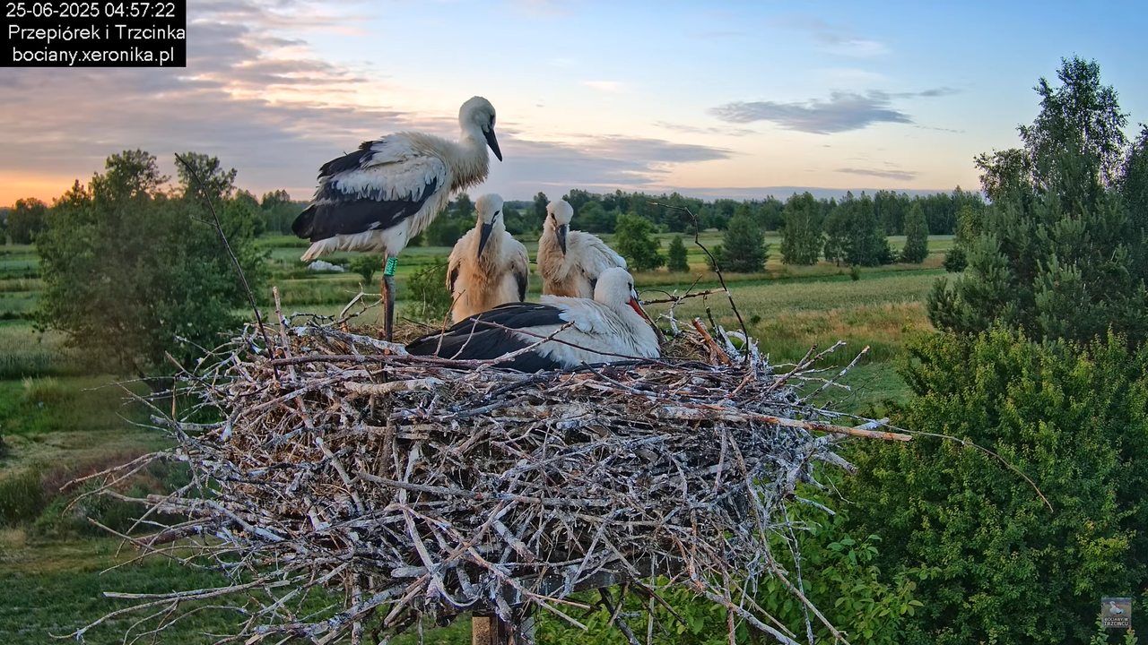 25062025bociany3