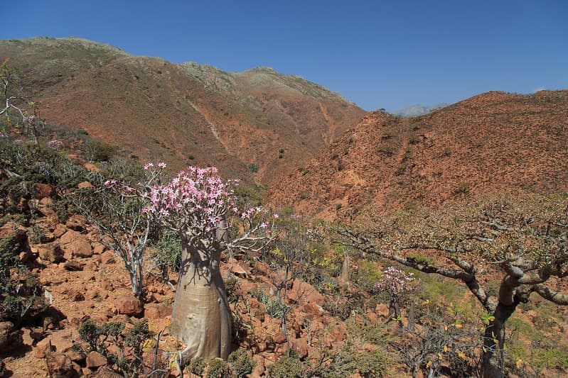 adenium-socotranum