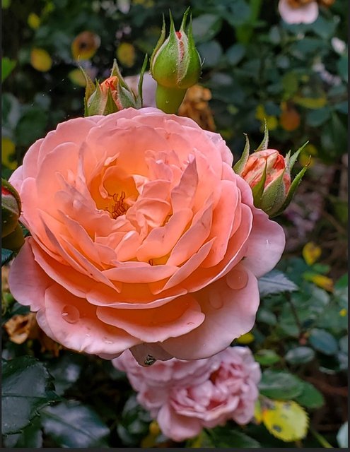 [Image: 20240504-Roses.jpg]