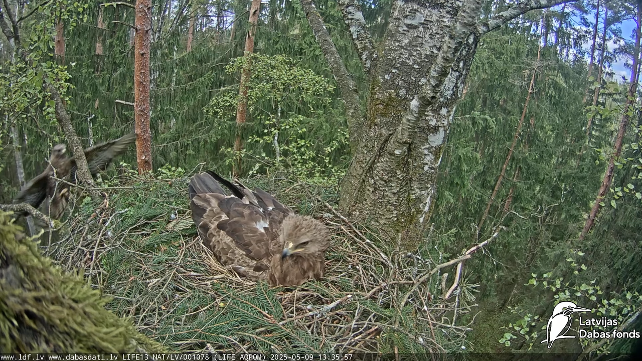 Mazais ērglis (Clanga pomarina), ligzda bērzā 12-28-27 screenshot (1)