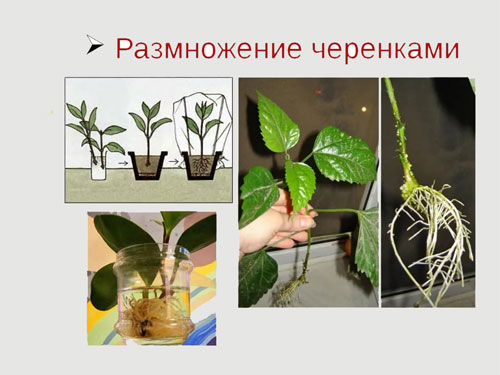 Размножение комнатных цветов черенками как выбрать и обработать материнский экземпляр