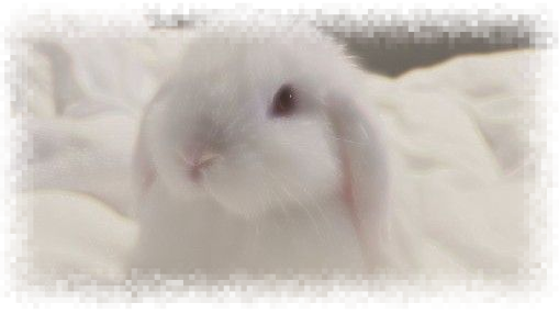 i love bunnies look how cutee 🐰 i love bunnies look how cutee 🐰