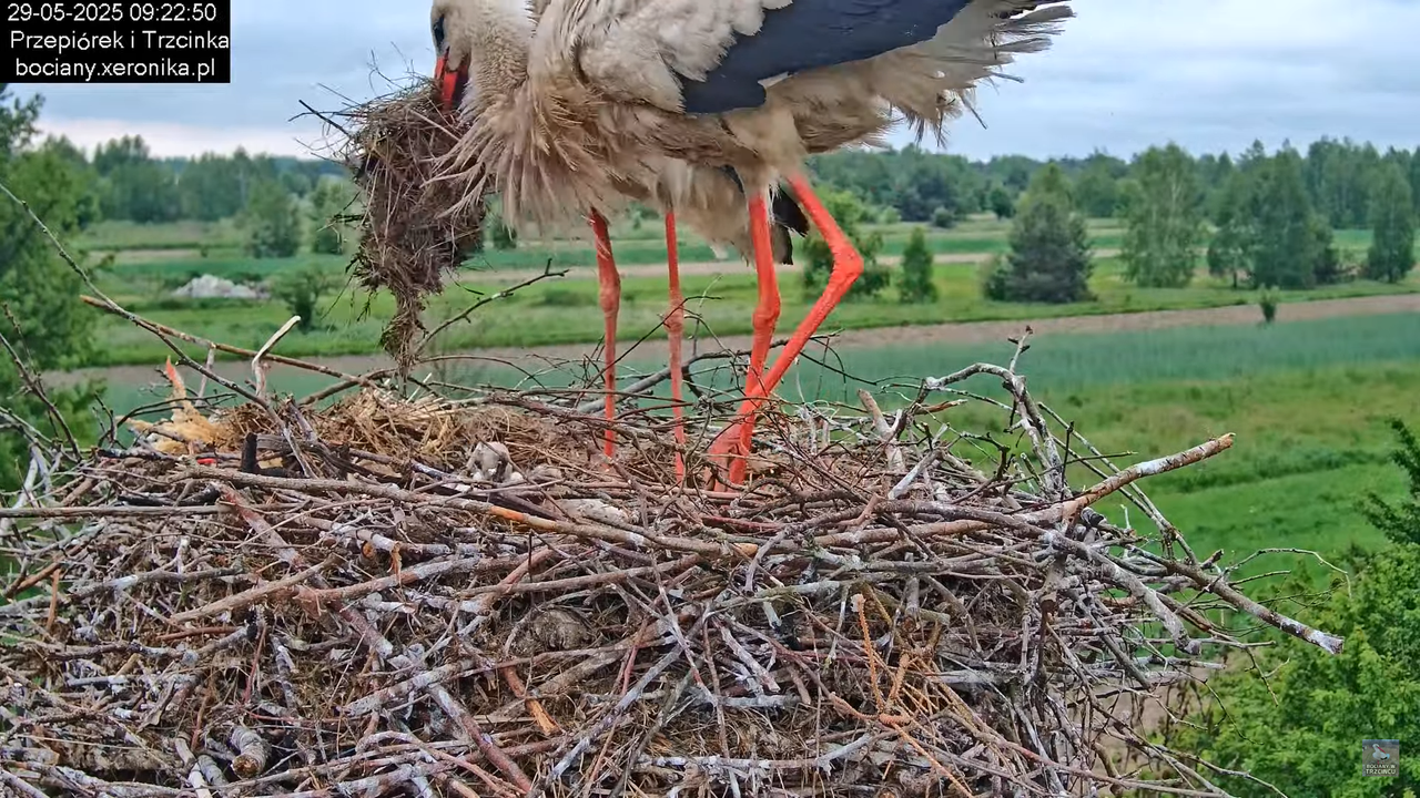 29052025bociany8