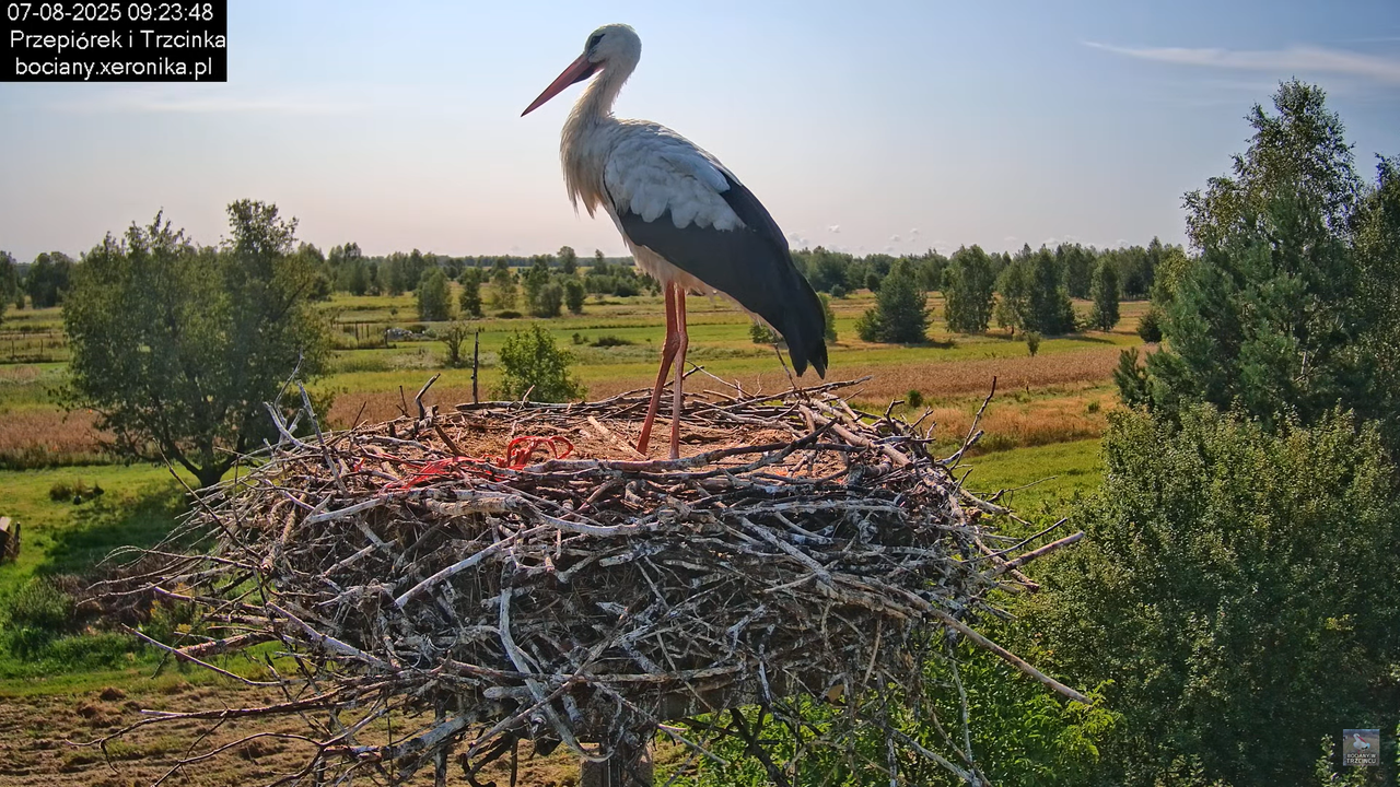 07082025bociany14