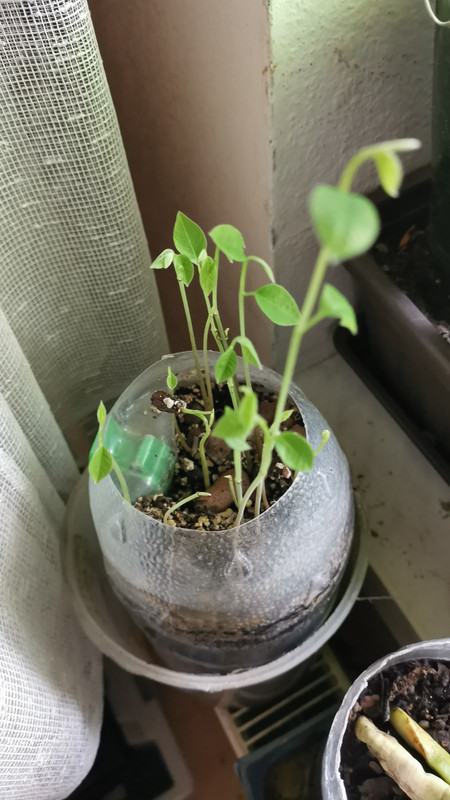 Obrázek WhatsApp, 2025-01-24 v 10.41.03_b60a832d