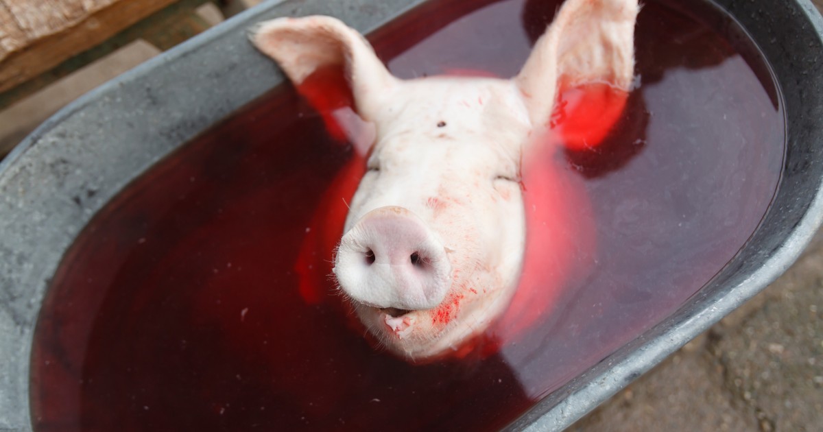 Pig-Head.jpg