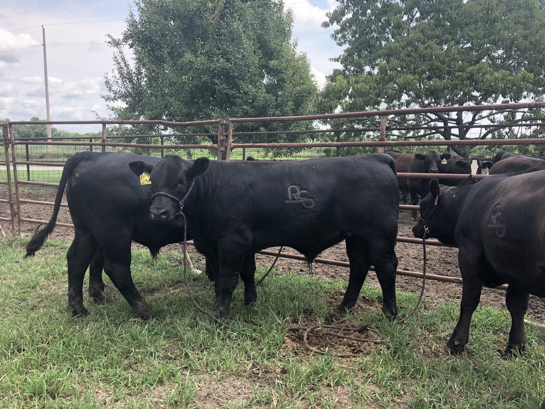 2018 show calf #2