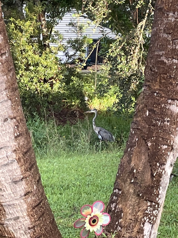 Blue Heron