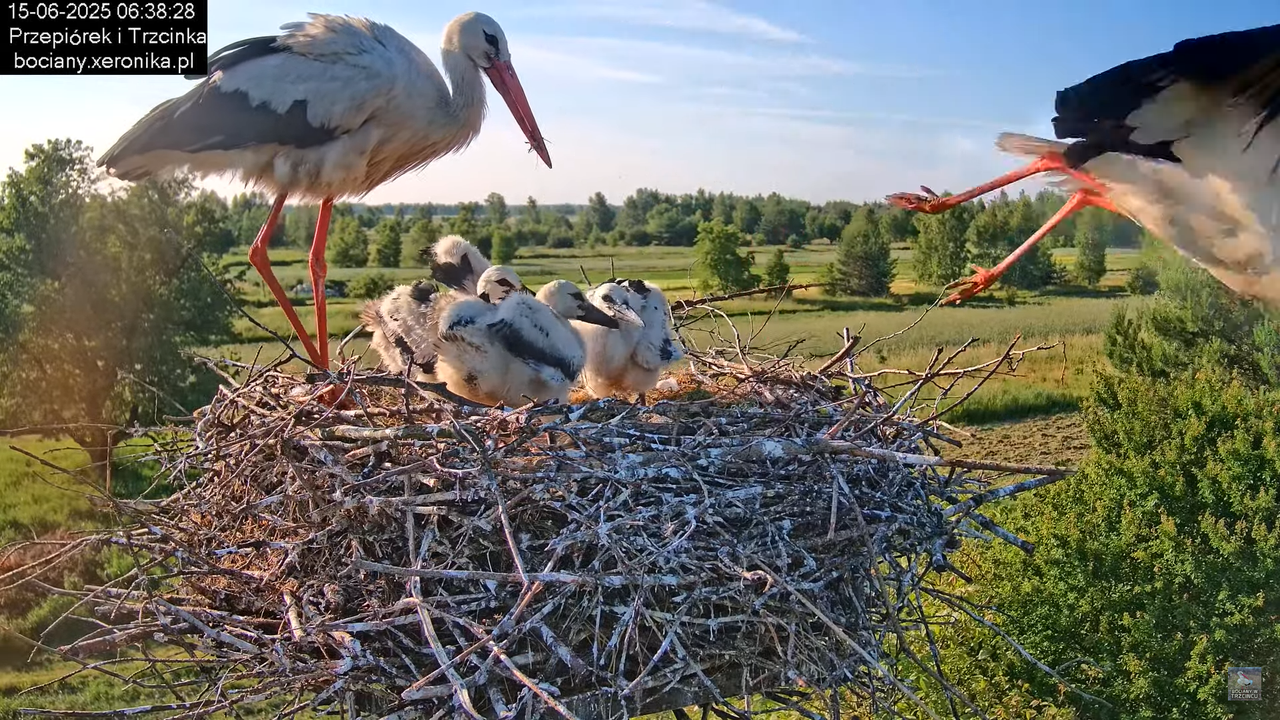15062025bociany8