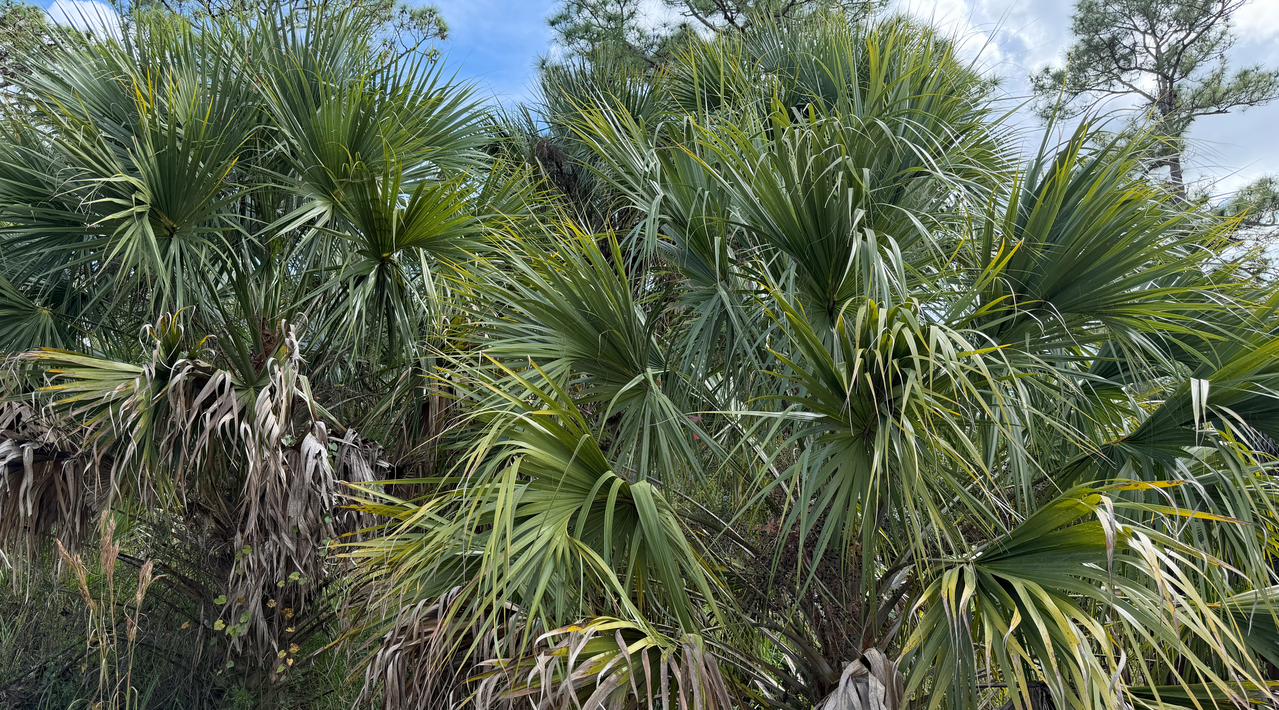 [Image: South-Of-Lake-Okee-Chobee12B.png]