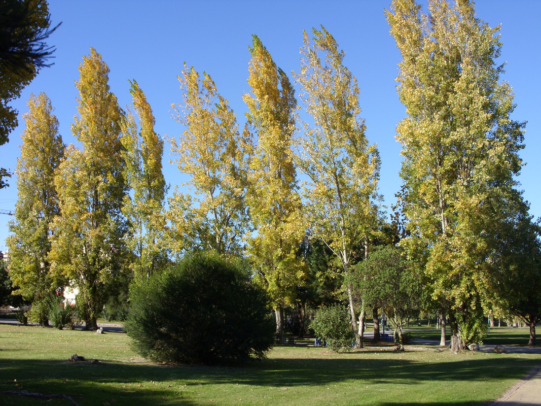 SDC11432.jpg