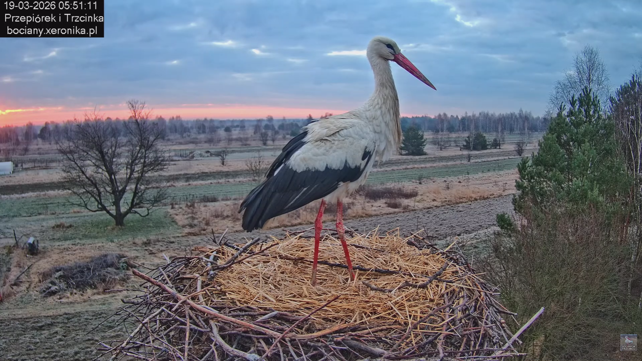 19032026 Przylot pierwszego bociana 8