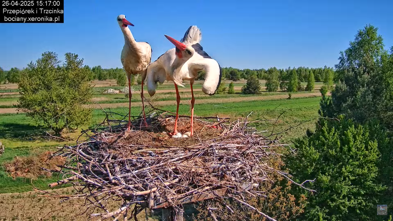 26042025bociany9