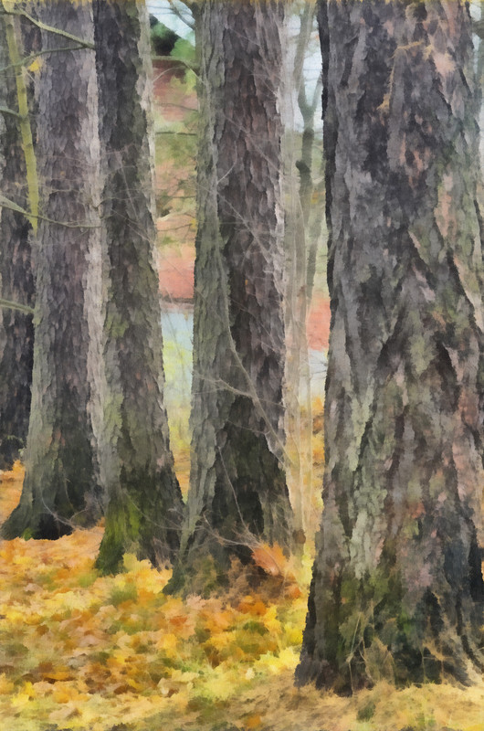 DSC02295_DAP_Realism