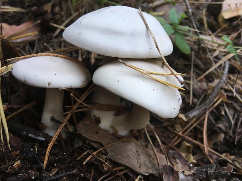 FC0AA41A-CB56-4AF8-BDAD-9BE973886F2B