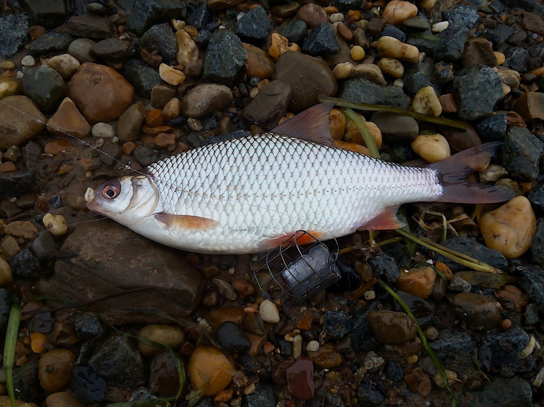 Добрянка 02.12.15 01