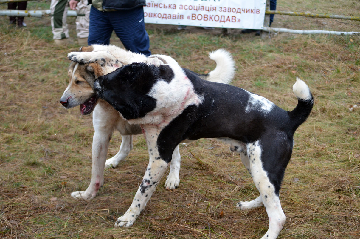 Халк - Сако 2 (5)