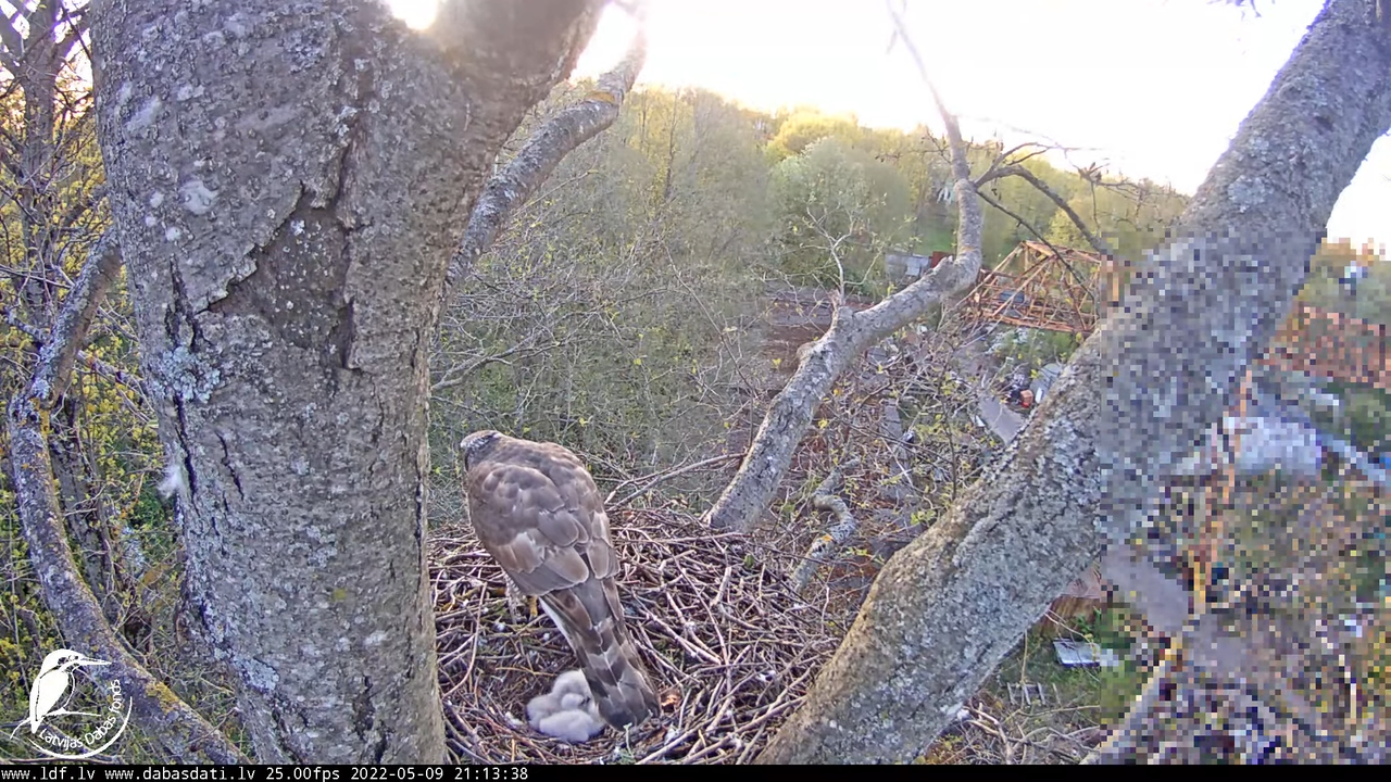 Vistu vanags (Accipiter gentilis) Rīgā - LDF tiešraide __ Goshawks, Riga, Latvia 2-41-27 screenshot