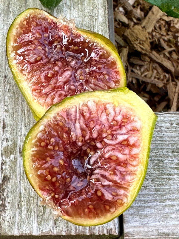 figs-1.jpg
