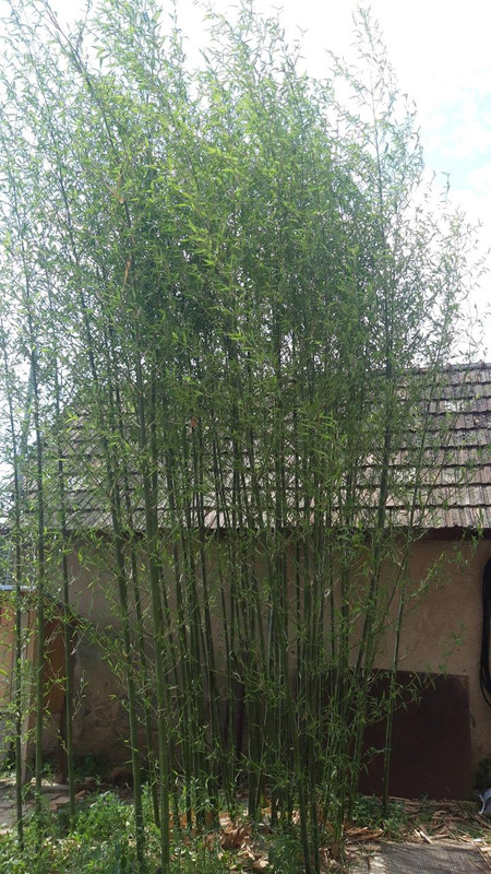 phyllostachys atrovaginata