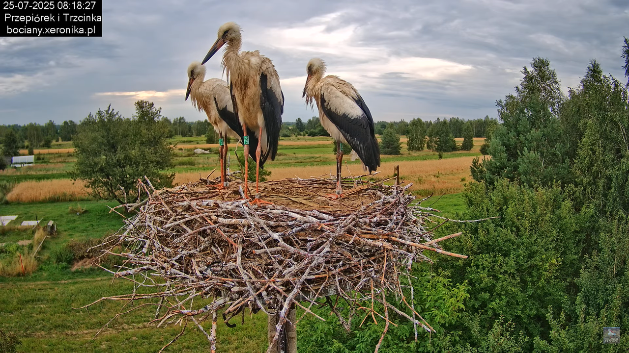 25072025bociany27