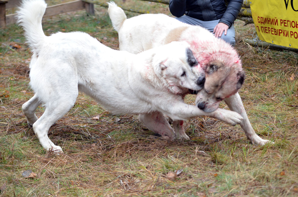 Шаман - Монгол (14)