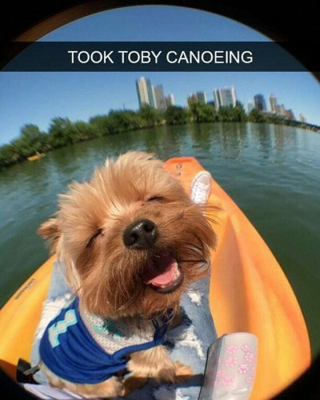 Dog-Toby-Canoe7815200-2749681905925357568-n-668650748cfa2-700.jpg