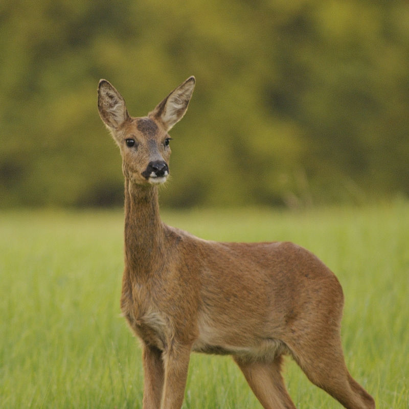 Chevreuil_femelle_LB16281[1]