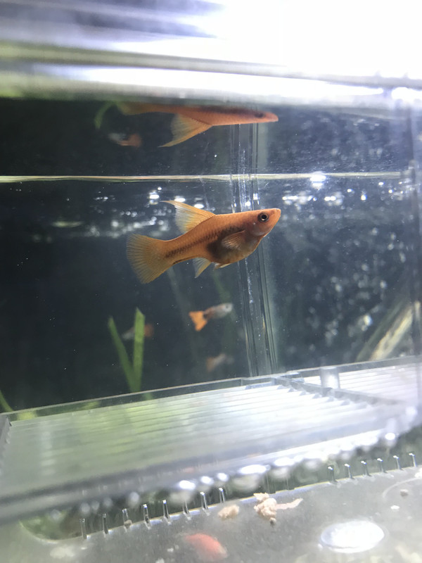 9CDB54E1-2A3D-4B6C-855F-EF4FD6714A55