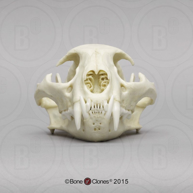 product-2448-main-original-1444680504 (2)