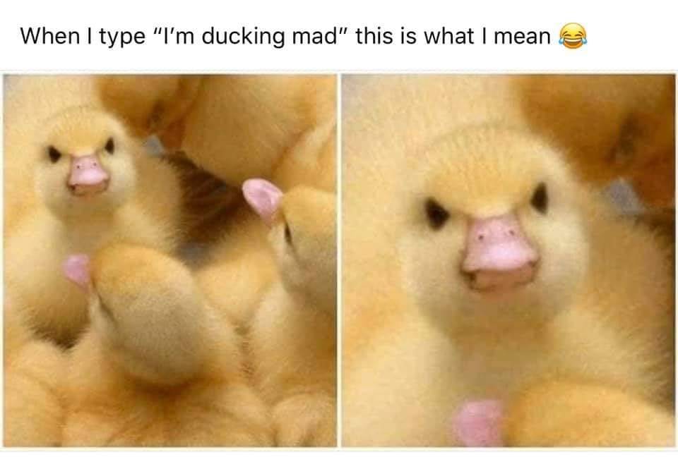 ducking-mad.jpg