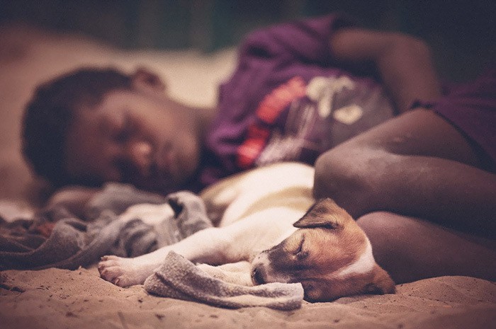 25 умилительных фотографий, которые доказывают, что собаки — лучшие подушки