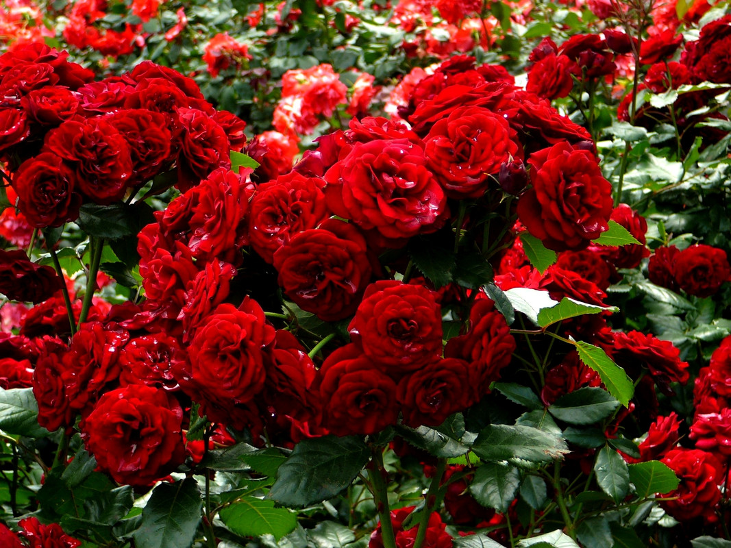 169616-roses-many-red-shrubs-flowers