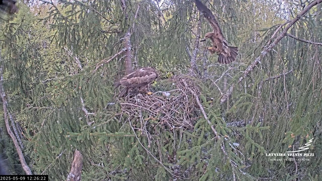 LVM mazais ērglis Lisiņa, egle2 – Lesser Spotted Eagle 12-23-37 screenshot