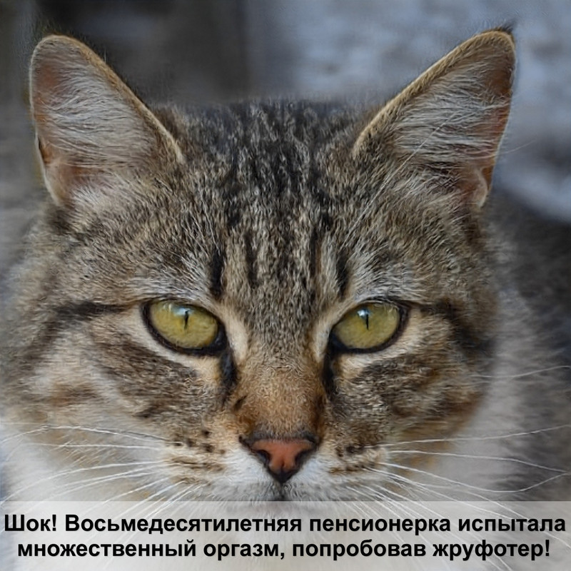 красивые породы кошек