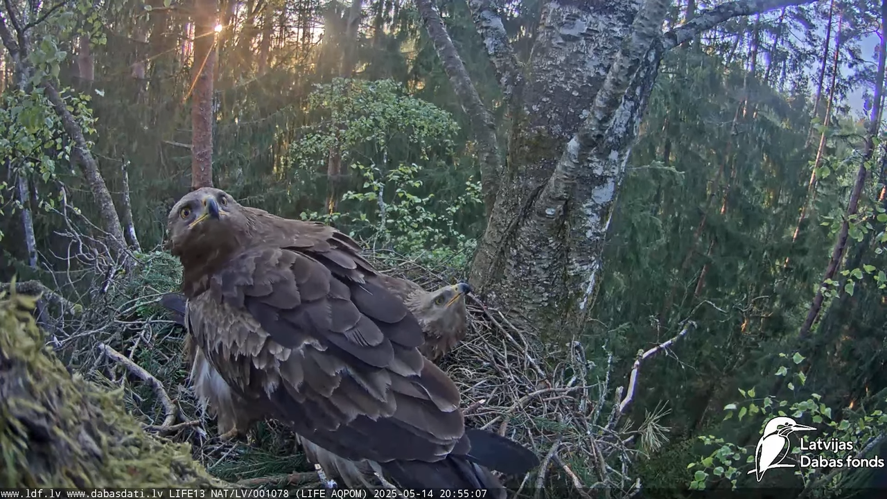 Mazais ērglis (Clanga pomarina), ligzda bērzā 13-0-7 screenshot